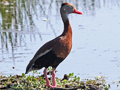 Black-bellied Whistling Duck